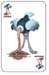 Ostrich